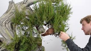 Yamadori Bonsai Timelapse [upl. by Idnahs132]