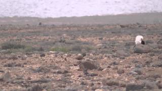 Kragentrappen auf Fuerteventura  Outardes Houbara Bustards [upl. by Arick]