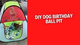 DIY Dog Ball Pit  Dog In Ball Pit [upl. by Anayra]