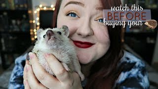 10 Things You Need To Know Before Buying A Hedgehog [upl. by Riatsila]