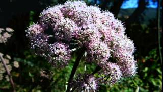 Oenanthe crocata  hemlock water dropwort  deadliest plant in UK [upl. by Sotos282]