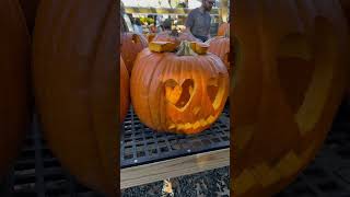 Pumpkin patch 🎃Anihayoutubeshorts shorts youtube usa pumpkin cravings usateluguvlogs [upl. by Adnahs]