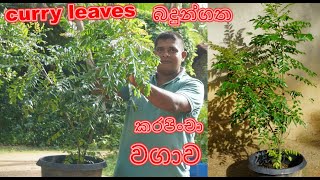 කරපිංචා වගාව curry leaves Home gardening Organic gardening Organic ගෙවතු වගාව gewathu wagawa [upl. by Echikson642]