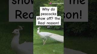 Why Do Peacocks Show Off The Real Reason [upl. by Einahteb497]