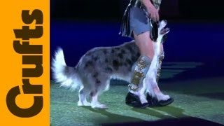 Heelwork to Music  Freestyle International  1st Place  Crufts 2012 [upl. by Giah]