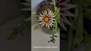 Gazania winter plant flowers winterplants floweringplant garden gardening gazania [upl. by Ecirtac]