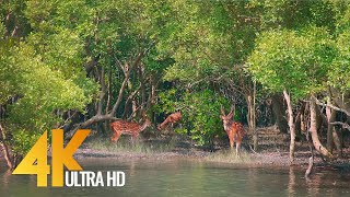 Sundarbans  The World’s Largest Natural Mangrove Forest India  4K 60fps Nature Relax Video [upl. by Gnanmos]