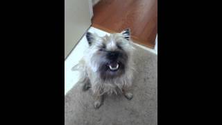 TALKING CAIRN TERRIER [upl. by Augustus]