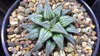 Haworthia collection [upl. by Pegasus148]