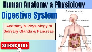 Anatomy amp Physiology of Salivary Glands and Pancreas I Digestive System I HAP I L4 pharmacynotes [upl. by Maurreen603]