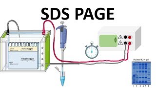 SDS PAGE  How does it works [upl. by Mcclelland]