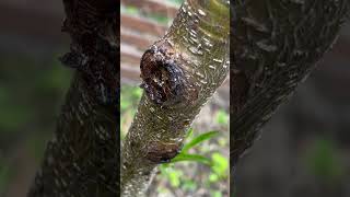 Peach tree Disease Gummosis or Borer [upl. by Htenywg]