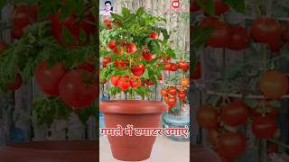 Grow tomatoes in a pot farming facts tomatofarming shorts agriculture youtubeshorts ytshort [upl. by Lecia]