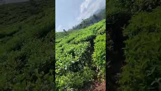 Tea estate samse teaplot travel chikkamagaluru [upl. by Chafee]