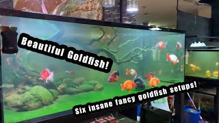 SIX DREAM FANCY GOLDFISH SETUPS  Amazing Ranchu amp Oranda systems [upl. by Oralla]