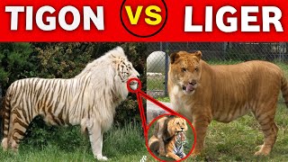 TIGON vs LIGER  short ytshort [upl. by Hanaj]