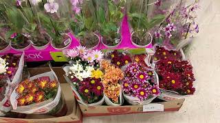 Plantas Carrefour R de Janeiro Norte shopping rosa do deserto 1969 calandiva 1099 centavos [upl. by Boles]