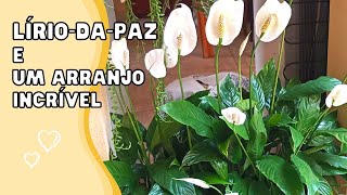 Como cuidar do LÍRIODAPAZ  Um arranjo incrível  Flores [upl. by Annitsirhc]