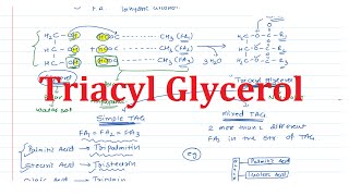 12 Chemistry of Triacylglycerol TAG [upl. by Tocci]