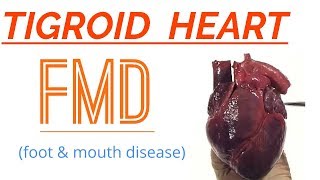 TIGROID HEART  FMD  Foot amp mouth disease  hindi  english [upl. by Rocco688]