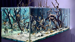 Unbelievable Angelfish Aquarium Beautiful amp Clean Angelfish Aquascape [upl. by Stanford906]