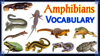 Amphibians Vocabulary  12 Amphibians Name in English with Pictures  Animals [upl. by Hatokad]