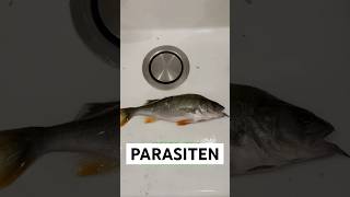 WÜRMER im Barschfilet  Das erste Mal Nematoden gefunden angeln fishing barsch parasiten [upl. by Aicilegna]