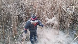 Austin and Bulrushes [upl. by Trin]