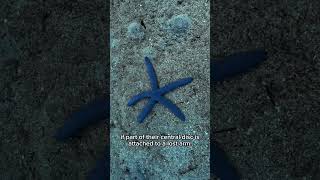 Starfishes fypシ゚viral travel freediveph underwater shorts [upl. by Neyut]