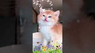 Alifun baa Arabic song Beautiful cat naat alifun baa [upl. by Neiluj]