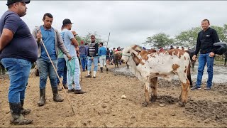 GADO DE LUXO É NA FEIRA EM CACHOEIRINHAPE 06072023 nordeste [upl. by Alius334]