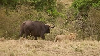 Lions vs Buffaloes [upl. by Ainavi846]