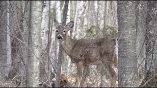 Canon XF400 Outdoor Footage [upl. by Rodenhouse183]