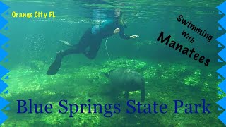 Swimming With Manatees  Blue Springs State Park [upl. by Rabelais]