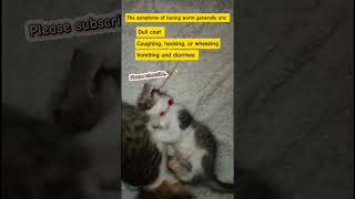 Symptoms of having worm in cats and schedule of deworming🐈 shorts cat shortvideo viralvideo [upl. by Pence]