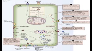 Glucose Absorption Pathway in Intestines Pancreatic Beta Cell Insulin Release Pathway [upl. by Ettelrats]