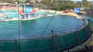 Killer whale show Marineland Antibes France [upl. by Hennebery669]