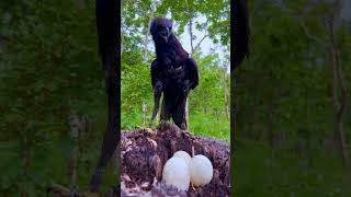 An eagle sleeping on a tree [upl. by Nishi]