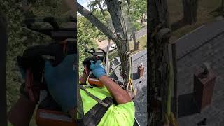 maple limb treework gopro treeremoval protos arborist [upl. by Jem]