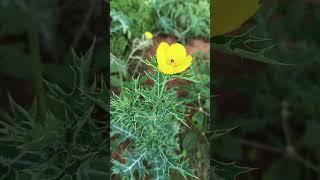 Mexican prickly poppy plant  Argemone mexicana  Toxic pant  datturi plant [upl. by Mcadams]