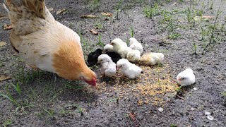 mothers hen call her baby chicks to eat chicken sound [upl. by Eenel264]