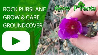 Rock Purslane  grow amp care as ground cover plant [upl. by Miranda]