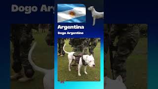 ✳️ Short 6 Las RAZAS de PERRO más representativas por país de TODO EL MUNDO Dogo Argentino [upl. by Baxie]