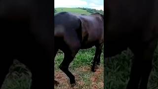 worst horse hoof compilation foryou hoof [upl. by Engenia]