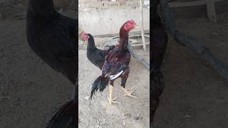 New aseel pattha youtubeshorts shorts shortsfeed chicken [upl. by Urion]