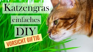 giftig für Katzen Katze und Katzengras DIY Tipps und Tricks zur Katzenernährung Amely Rose NEU [upl. by Germayne637]