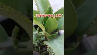 propagation of Bryophyllum from leaf budstrick to grow BRYOPHYLLUM from leaf bud bryophyllum [upl. by Julia22]