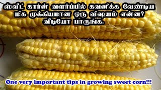 ஸ்வீட் கார்ன் Sweet Corn வளர்ப்பில் கவனிக்க வேண்டிய முக்கியமான ஒரு விஷயம் என்ன வீடியோ பாருங்க [upl. by Jehias]