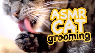 ASMR Cat  Grooming 43 [upl. by Anglim]