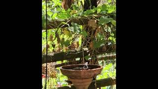 A Grey fantail taking a bath 🙂 [upl. by Akere846]